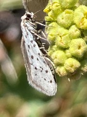 Greya piperella