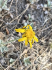 Senecio actinella