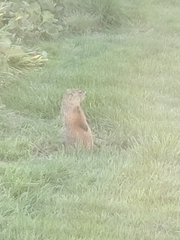 Marmota monax