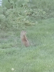 Marmota monax