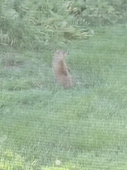 Marmota monax