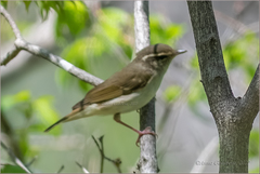 Phylloscopus tenellipes