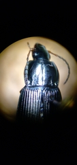 Poecilus lucublandus