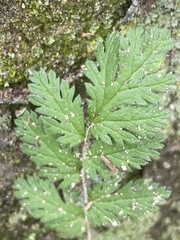 Magnoliopsida