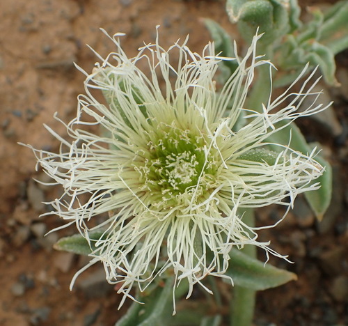 Ice plant (Mesembryanthemum guerichianum)