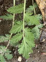 Magnoliopsida