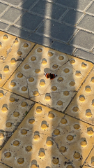 Vanessa atalanta