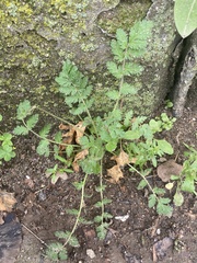 Magnoliopsida