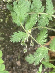Magnoliopsida