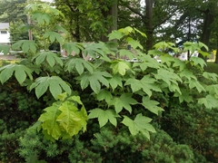 Kalopanax septemlobus