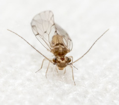 Ectopsocus californicus