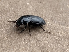 Anisodactylus harrisii