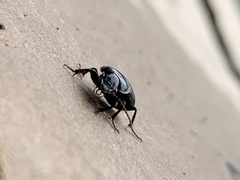 Anisodactylus harrisii