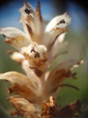 Orobanche caryophyllacea
