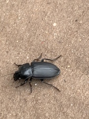 Anisodactylus harrisii