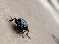 Anisodactylus harrisii