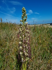 Himantoglossum hircinum