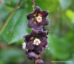 Lardizabala biternata