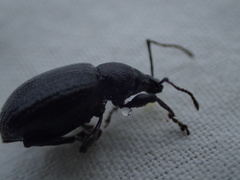 Otiorhynchus meridionalis