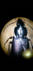 Poecilus lucublandus