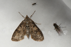 Palpita arsaltealis