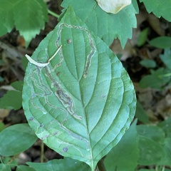 Phytomyza agromyzina group
