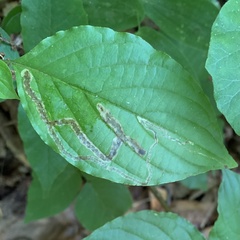 Phytomyza agromyzina group