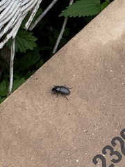 Anisodactylus harrisii