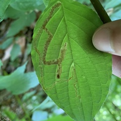 Phytomyza agromyzina group