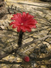 Peniocereus viperinus