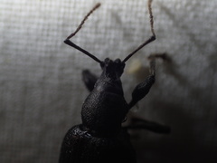 Otiorhynchus meridionalis