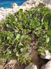 Scaevola crassifolia