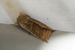 Eupsilia devia