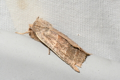 Eupsilia devia