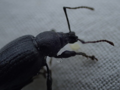 Otiorhynchus meridionalis