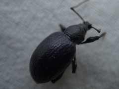 Otiorhynchus meridionalis