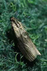 Sciota fumella