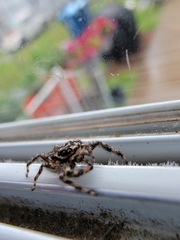 Platycryptus undatus