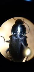 Poecilus lucublandus
