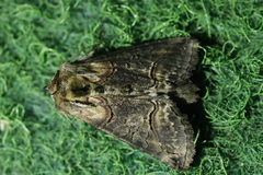 Abrostola asclepiadis
