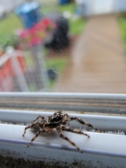 Platycryptus undatus