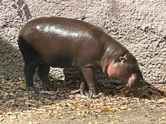 Hippopotamidae