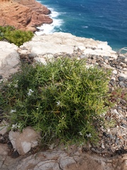 Nitraria billardierei