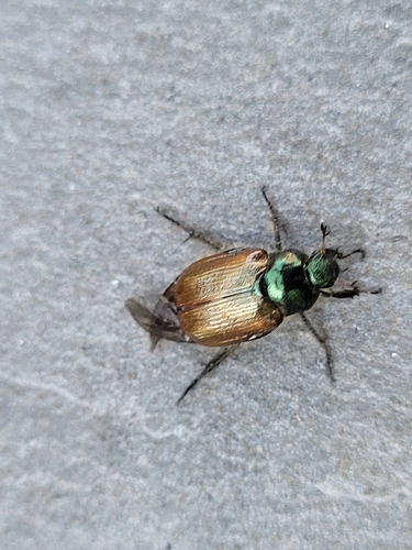 Garden Chafer, Netherlands, photo 6 of 10