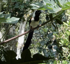 Dendrocitta leucogastra