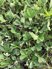 Sibbaldiopsis tridentata