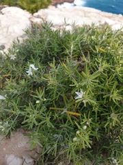 Nitraria billardierei