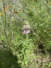 Monarda citriodora
