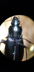 Poecilus lucublandus