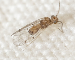 Ectopsocus californicus